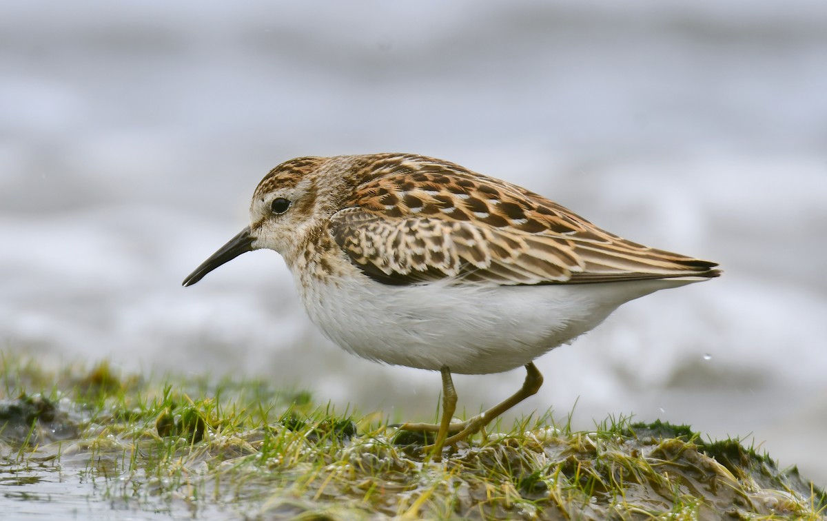 Least Sandpiper - Chaiby Leiman