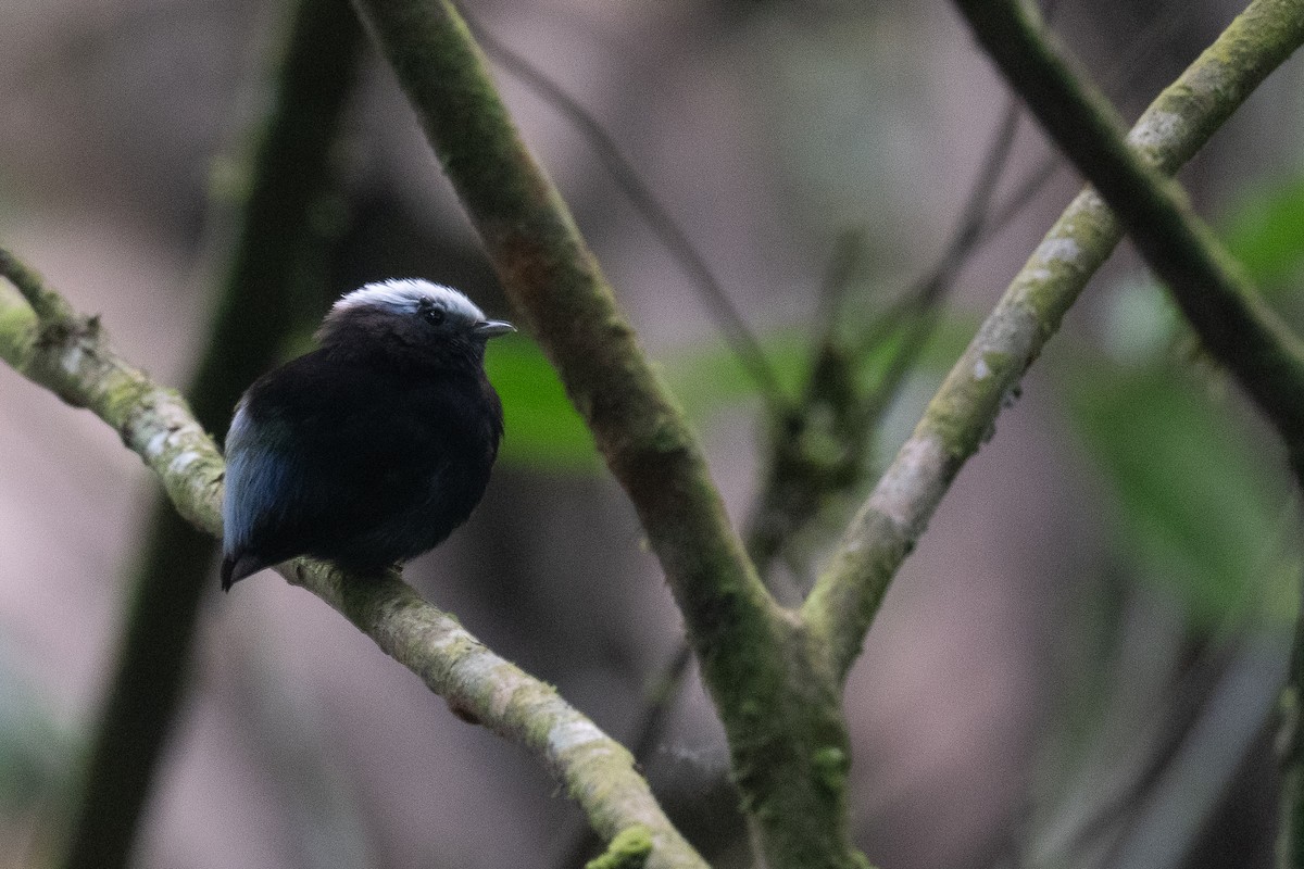 Blue-rumped Manakin - ML623934013