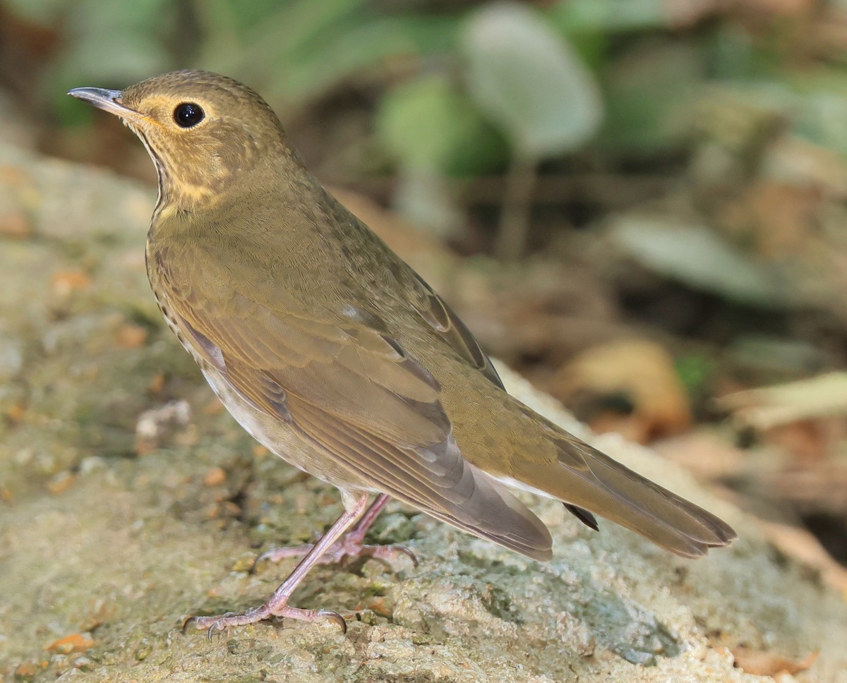 Swainson's Thrush - ML623934017