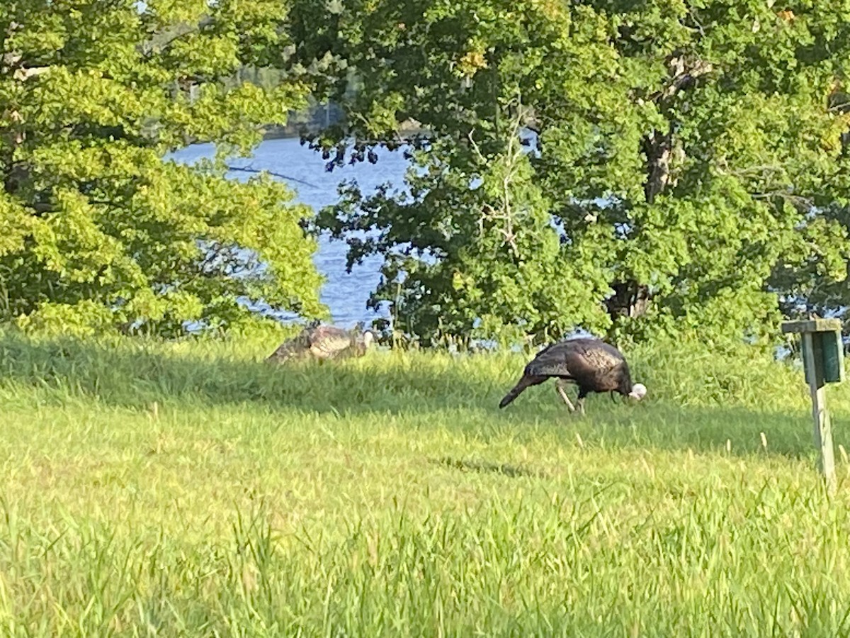 Wild Turkey - ML623934018