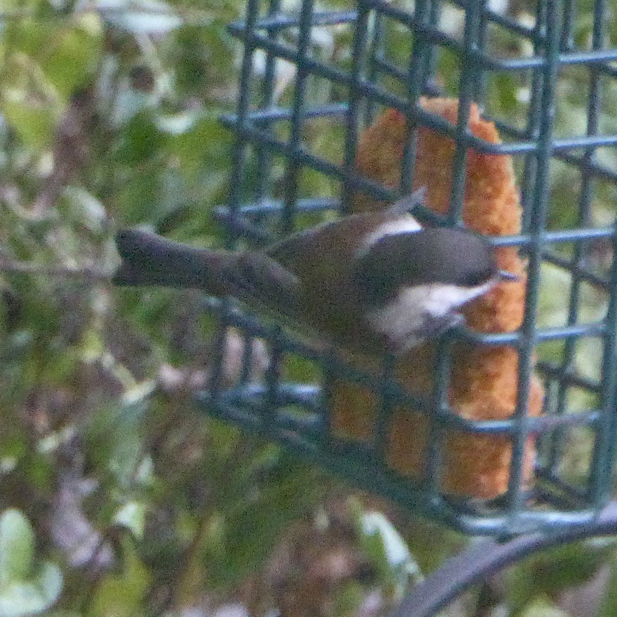 Chestnut-backed Chickadee - ML623934029