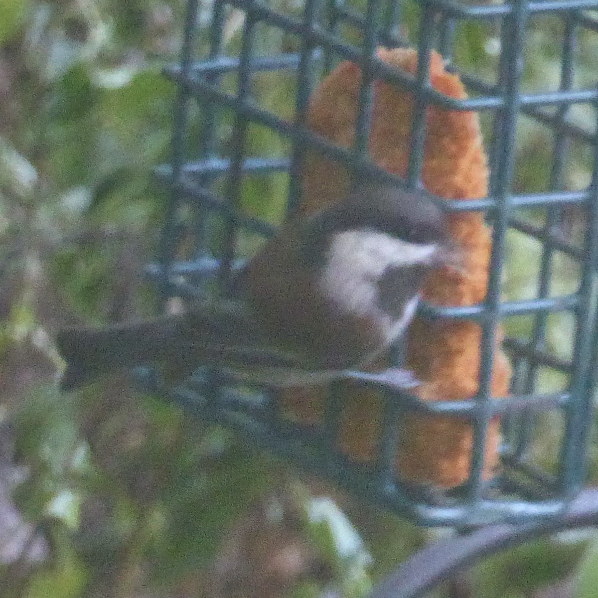 Chestnut-backed Chickadee - ML623934043