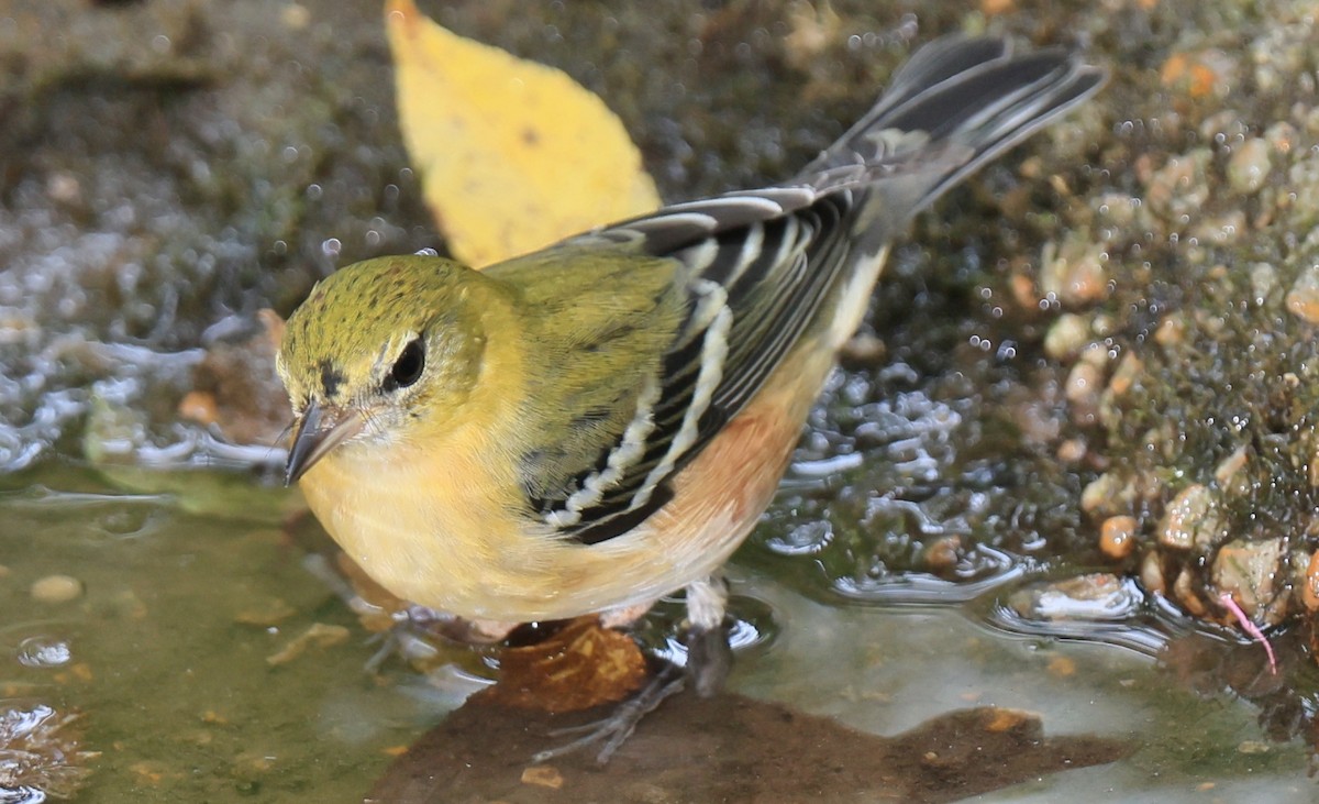 Bay-breasted Warbler - ML623934052