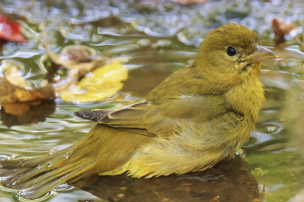 Summer Tanager - ML623934070