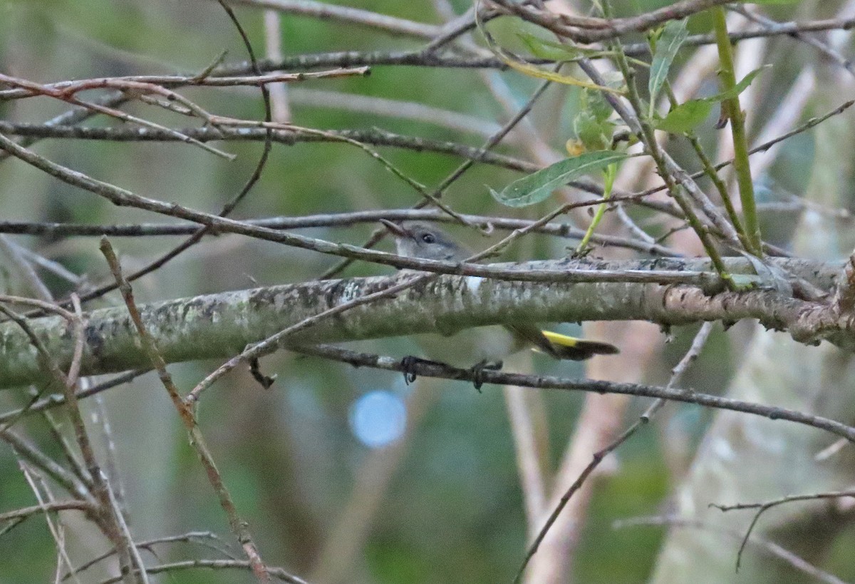 American Redstart - ML623934075