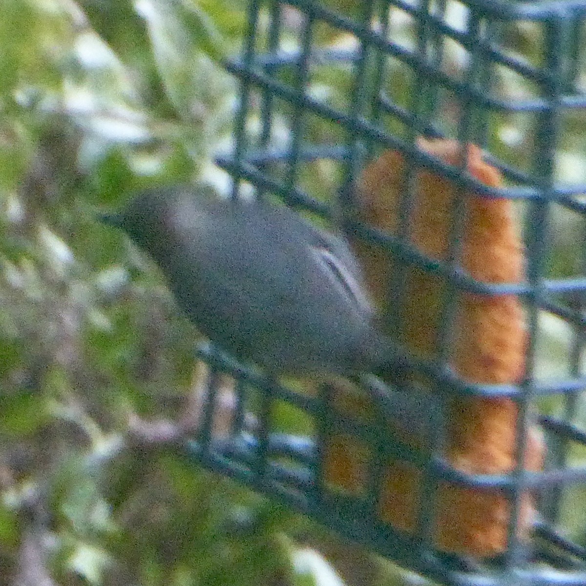 Pygmy Nuthatch - Anonymous