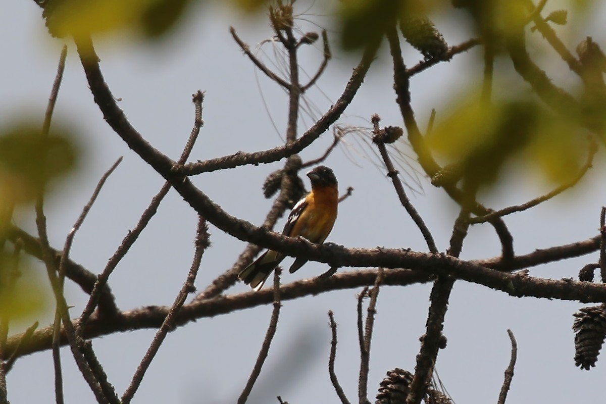 Black-headed Grosbeak - ML623934083