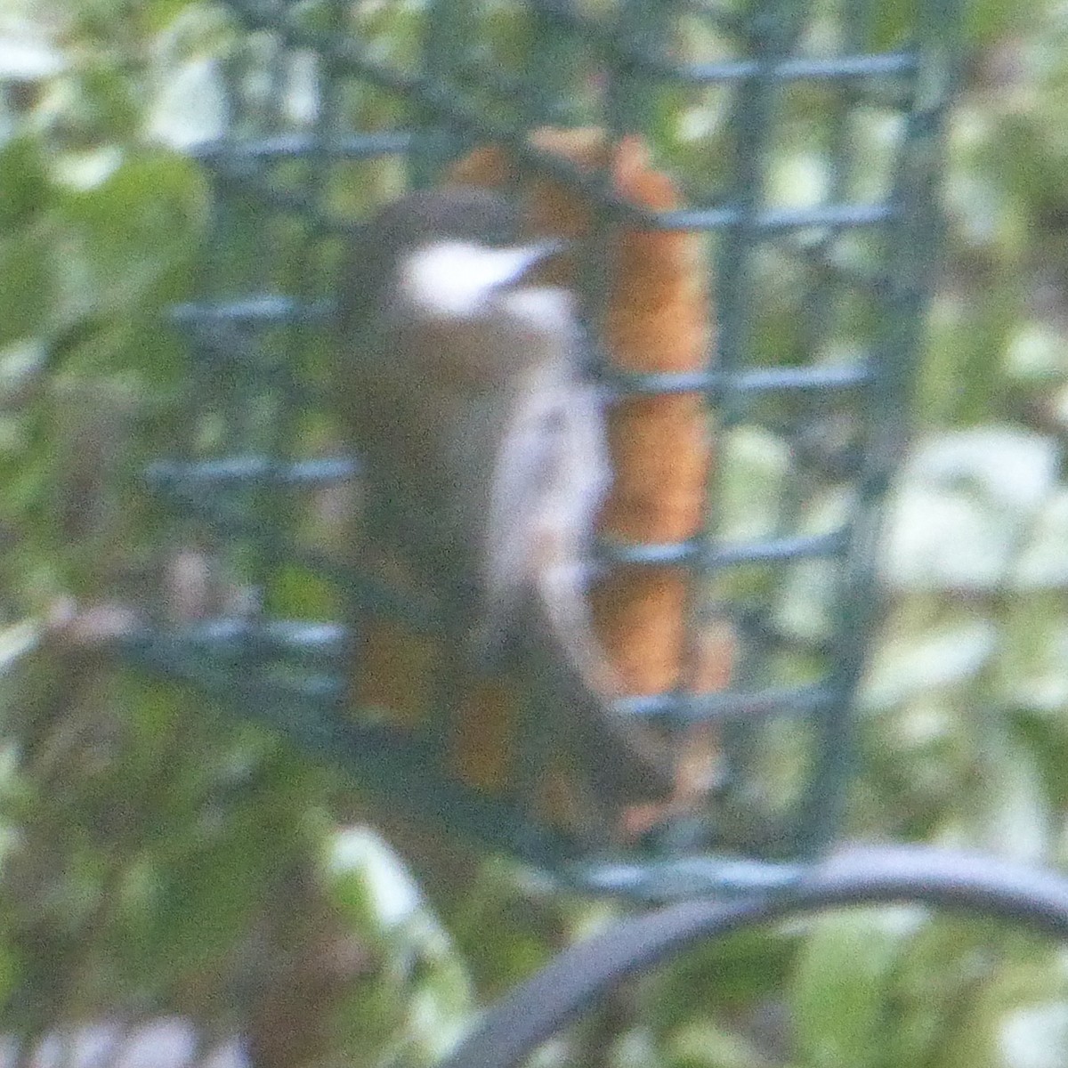 Chestnut-backed Chickadee - ML623934122