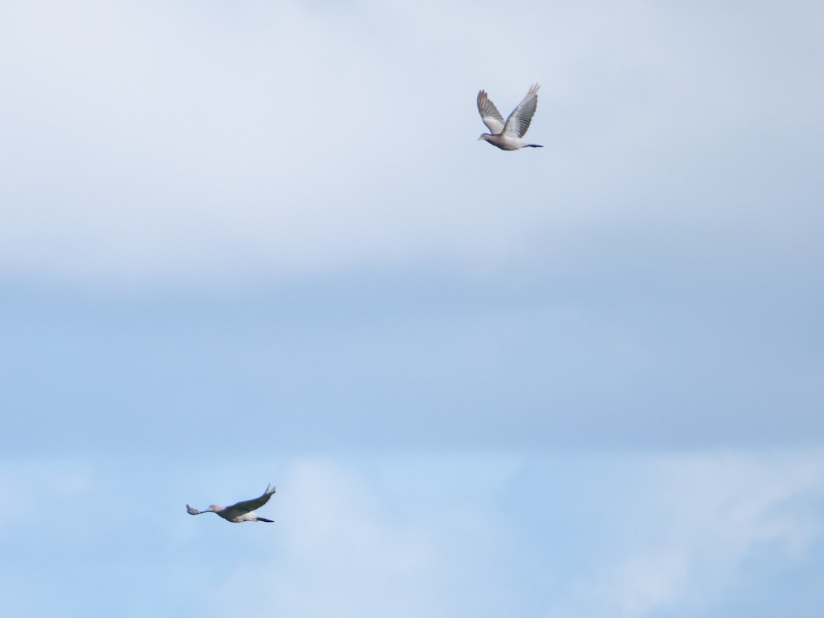 Plain Pigeon - Mary Corporan Dunn