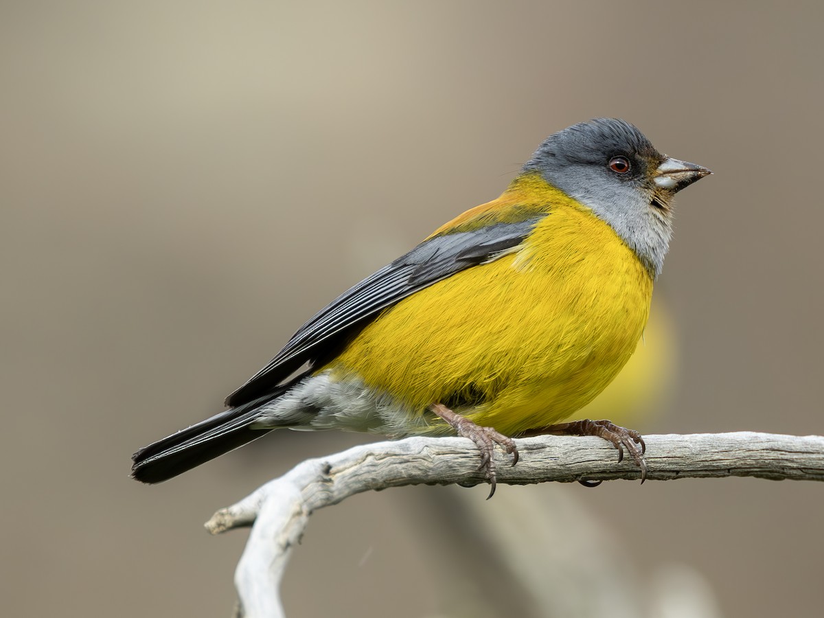 Patagonian Sierra Finch - ML623934138