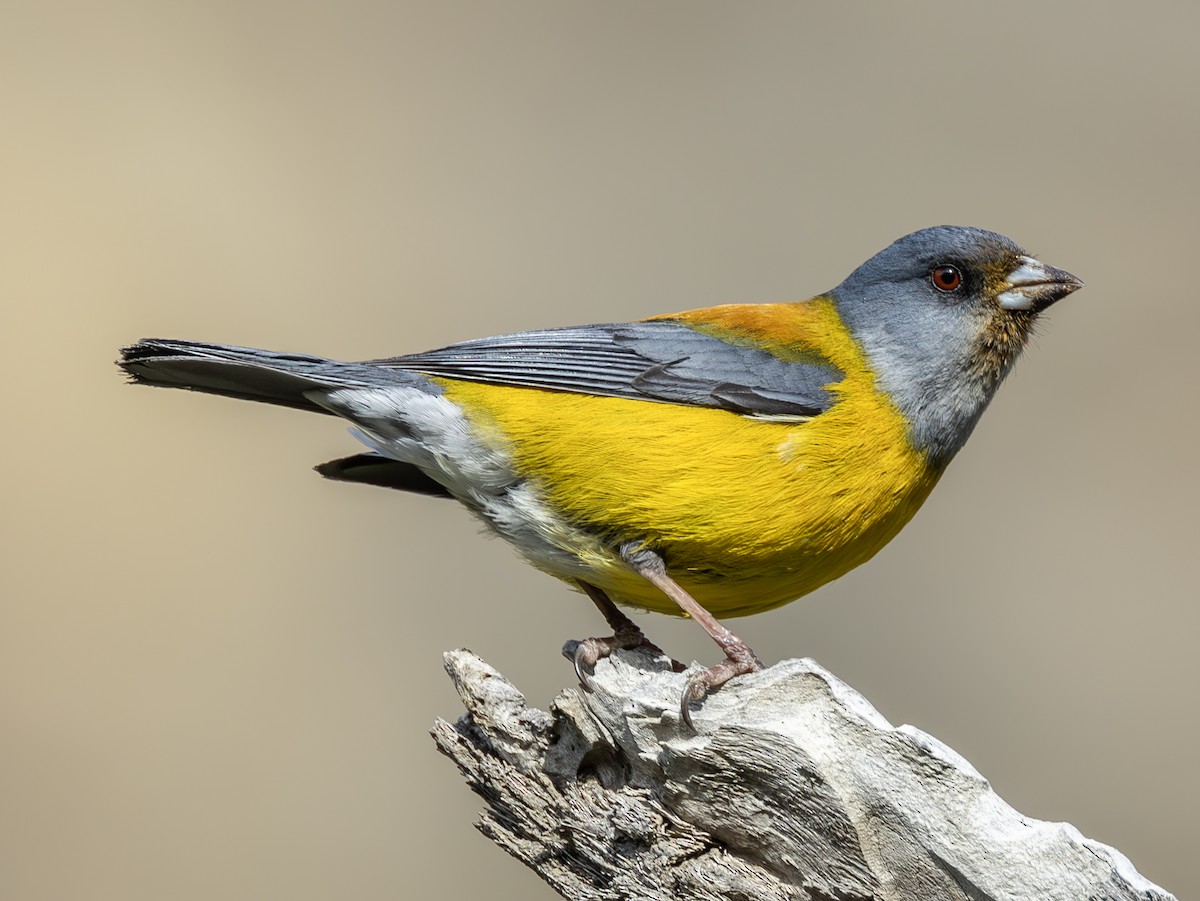 Patagonian Sierra Finch - ML623934139