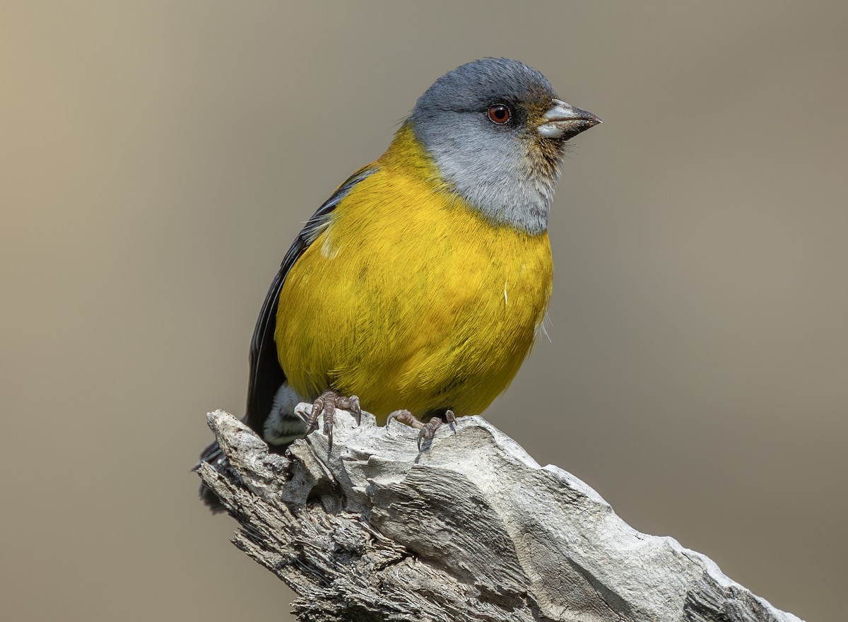 Patagonian Sierra Finch - Peter Kondrashov