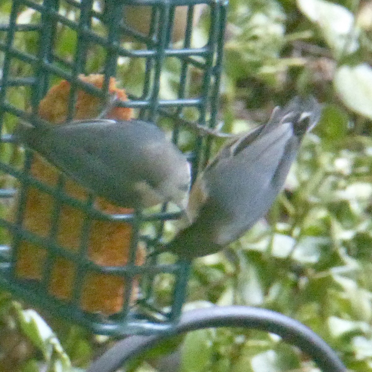 Pygmy Nuthatch - ML623934167