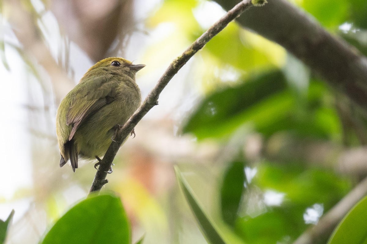 Blue-rumped Manakin - ML623934169