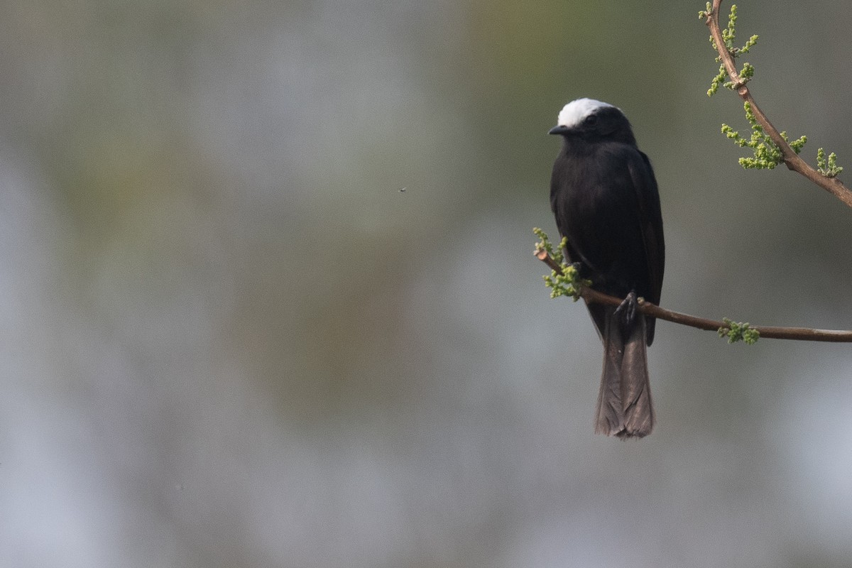 Long-tailed Tyrant - ML623934175