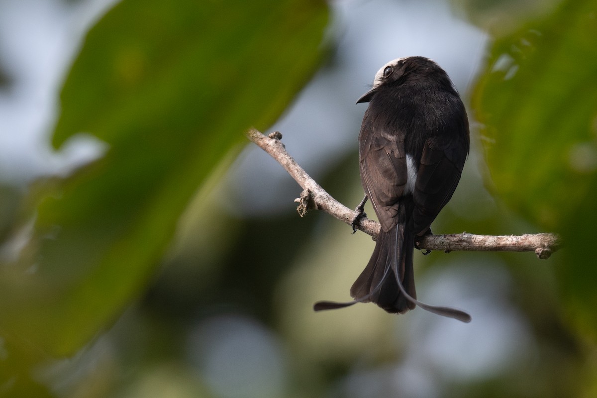 Long-tailed Tyrant - ML623934176