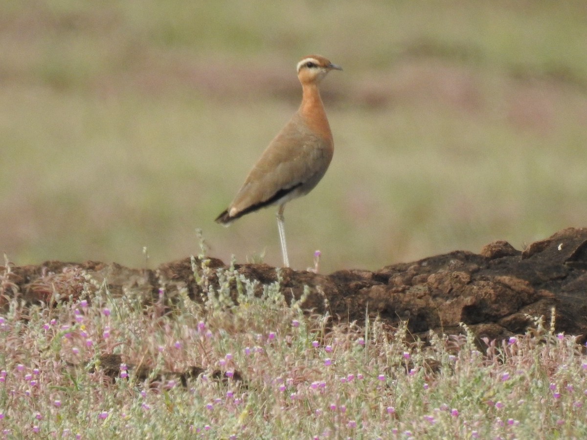 Indian Courser - Ajinkya  Supekar