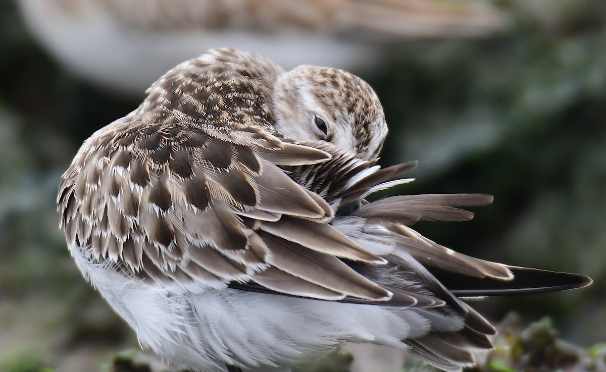 Semipalmated Sandpiper - ML623934199