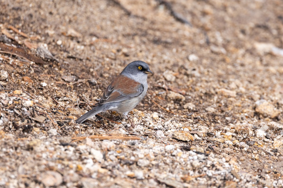 Yellow-eyed Junco - Nancy Davis