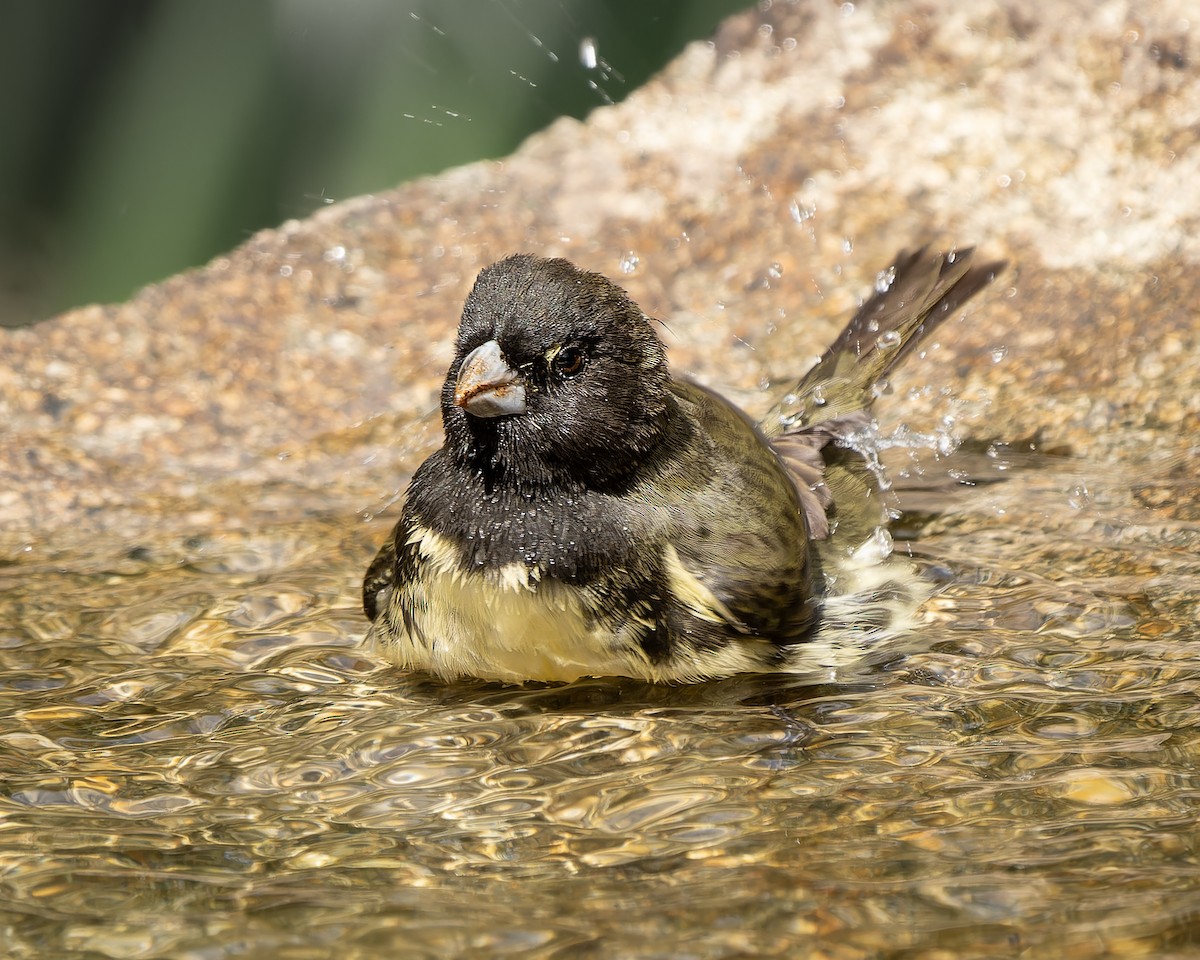 Yellow-bellied Seedeater - ML623934211