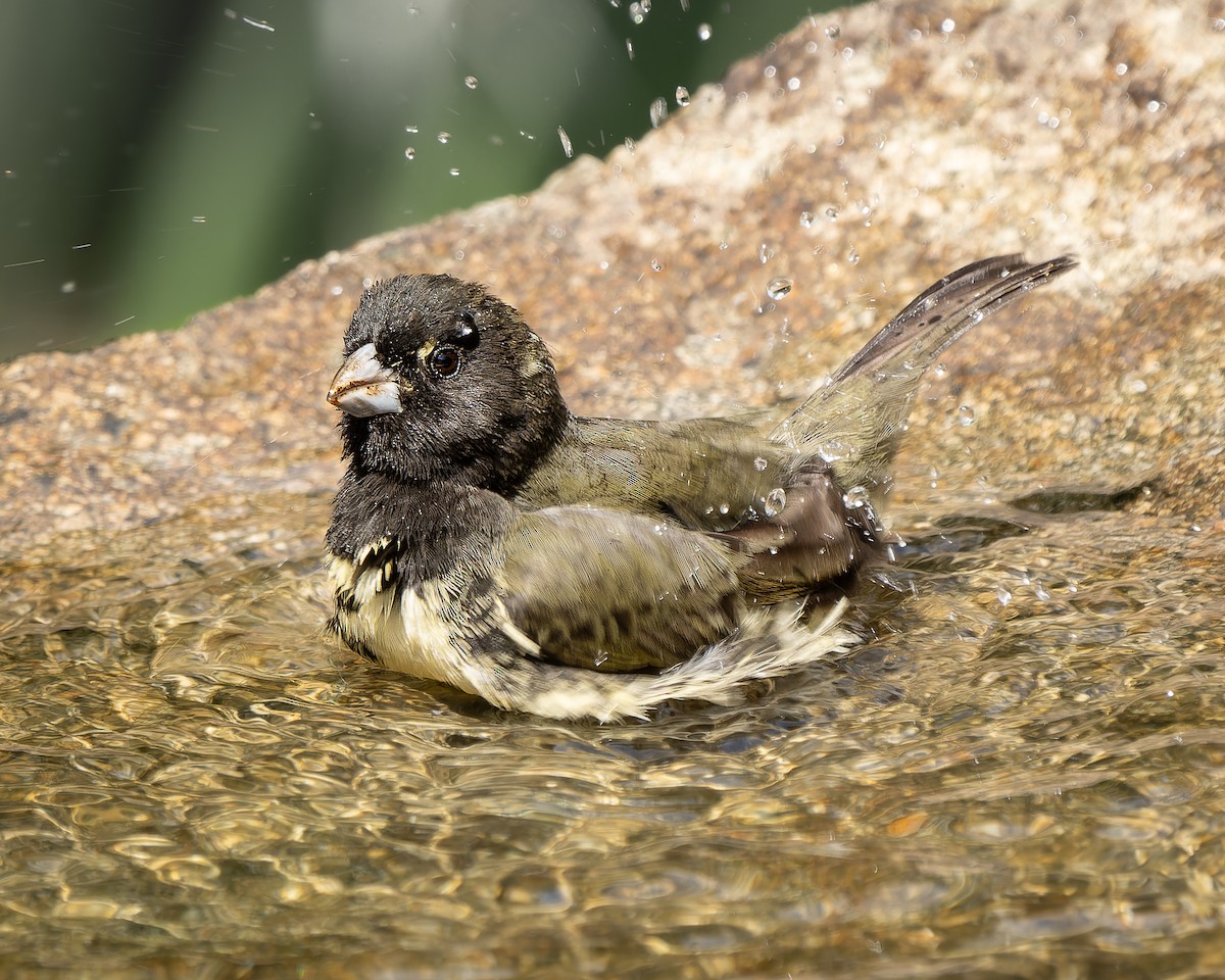 Yellow-bellied Seedeater - ML623934212