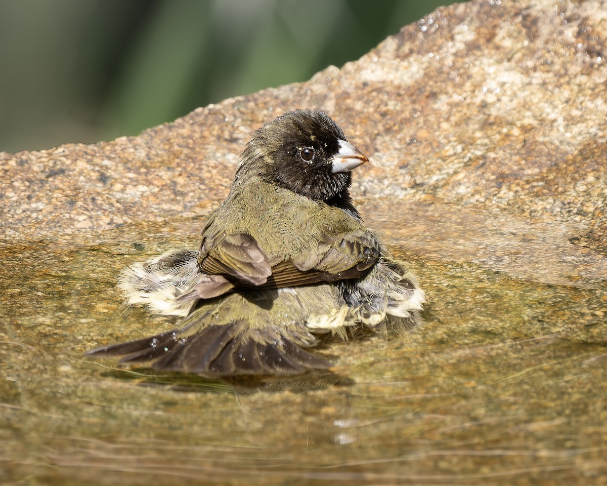 Yellow-bellied Seedeater - ML623934213