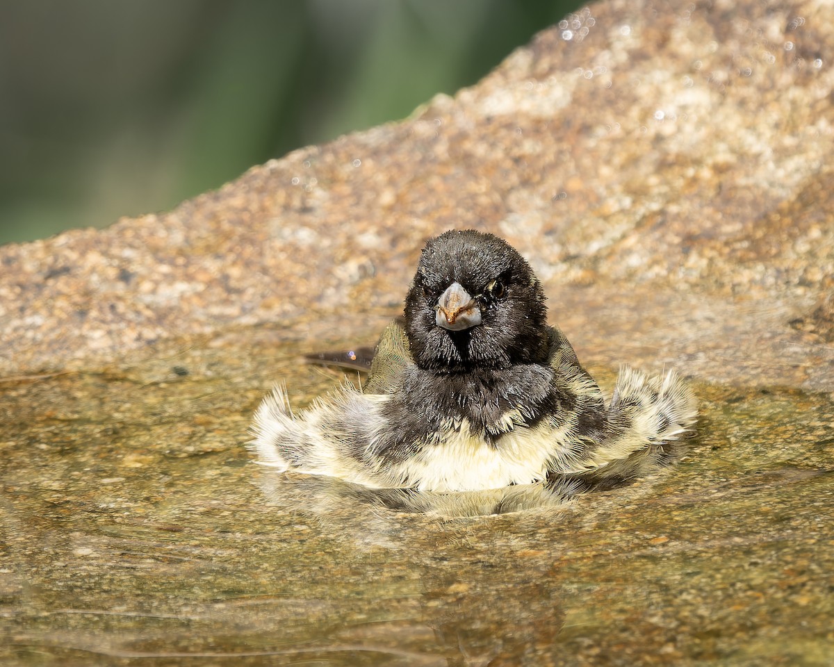 Yellow-bellied Seedeater - ML623934214