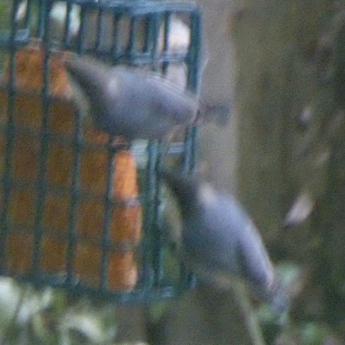 Pygmy Nuthatch - ML623934226