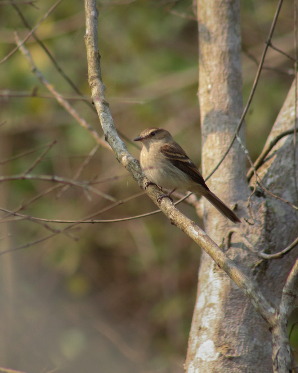 Fuscous Flycatcher - ML623934230