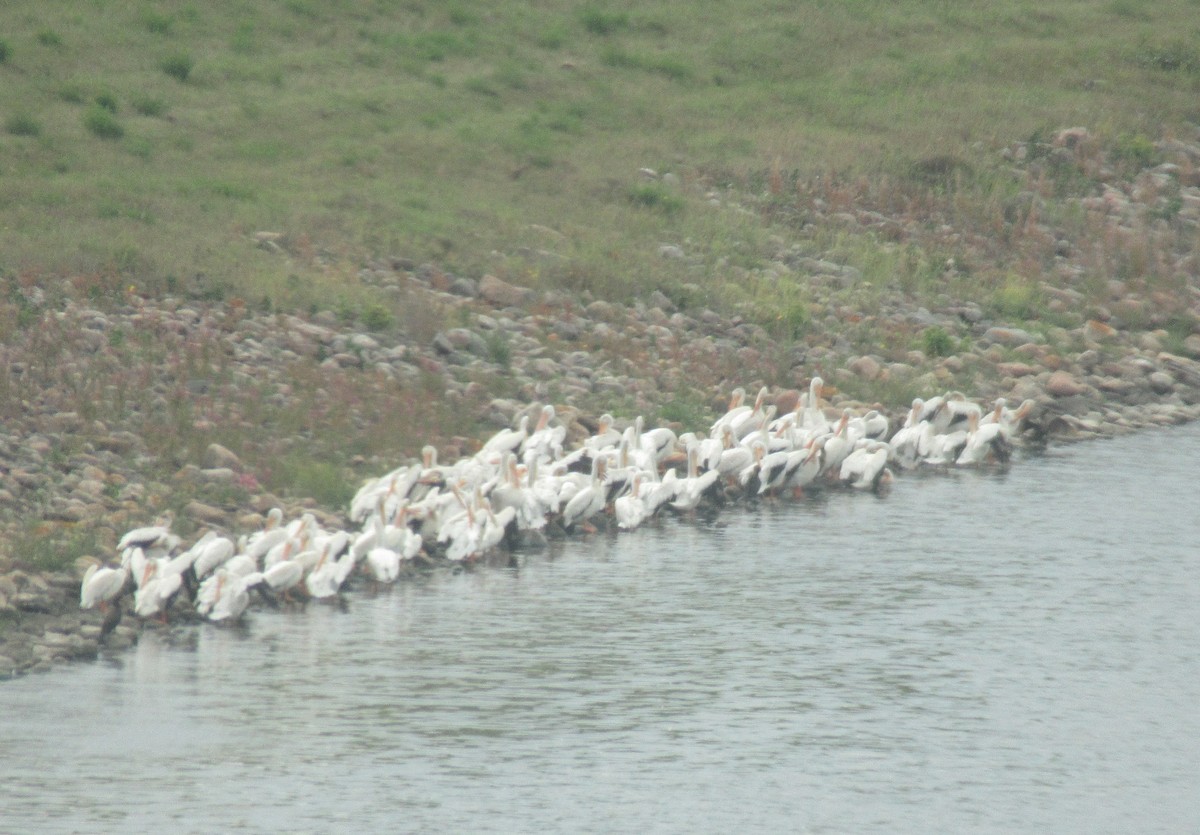 American White Pelican - ML623934239