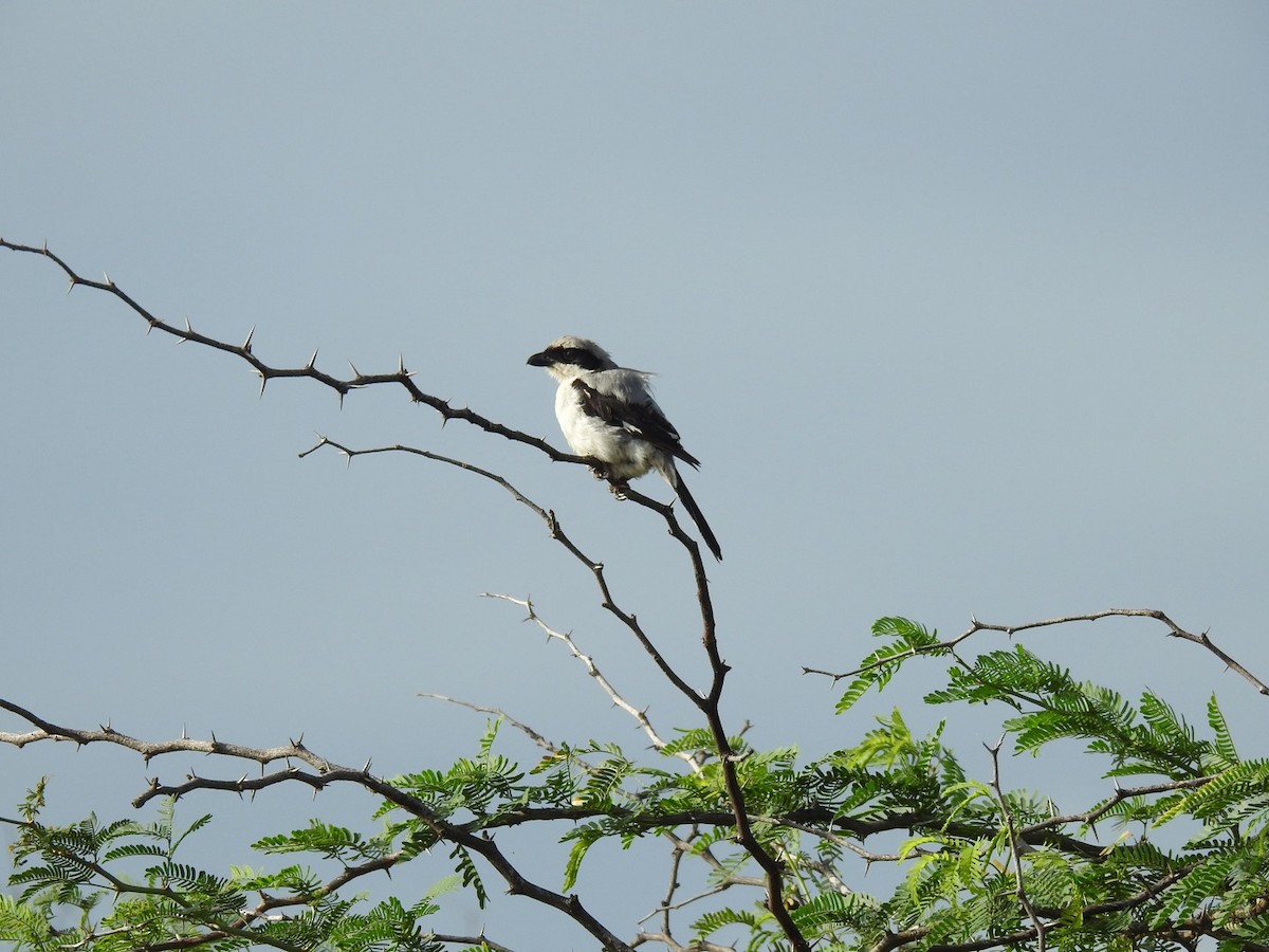 Great Gray Shrike - ML623934253