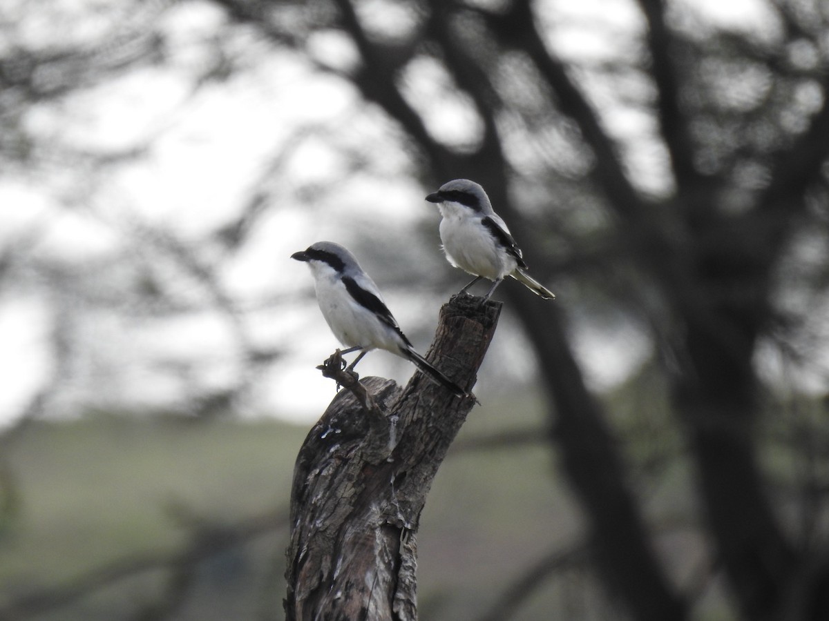 Great Gray Shrike - ML623934254