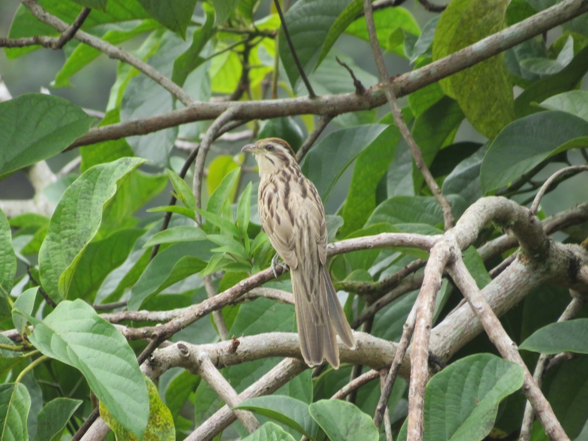 Striped Cuckoo - ML623934261