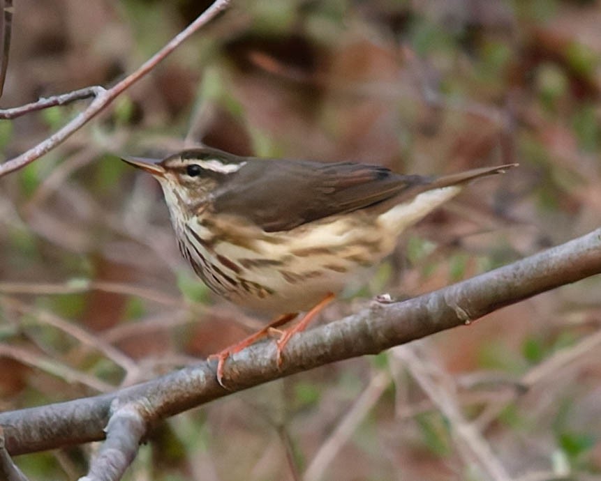 Louisiana Waterthrush - ML623934262