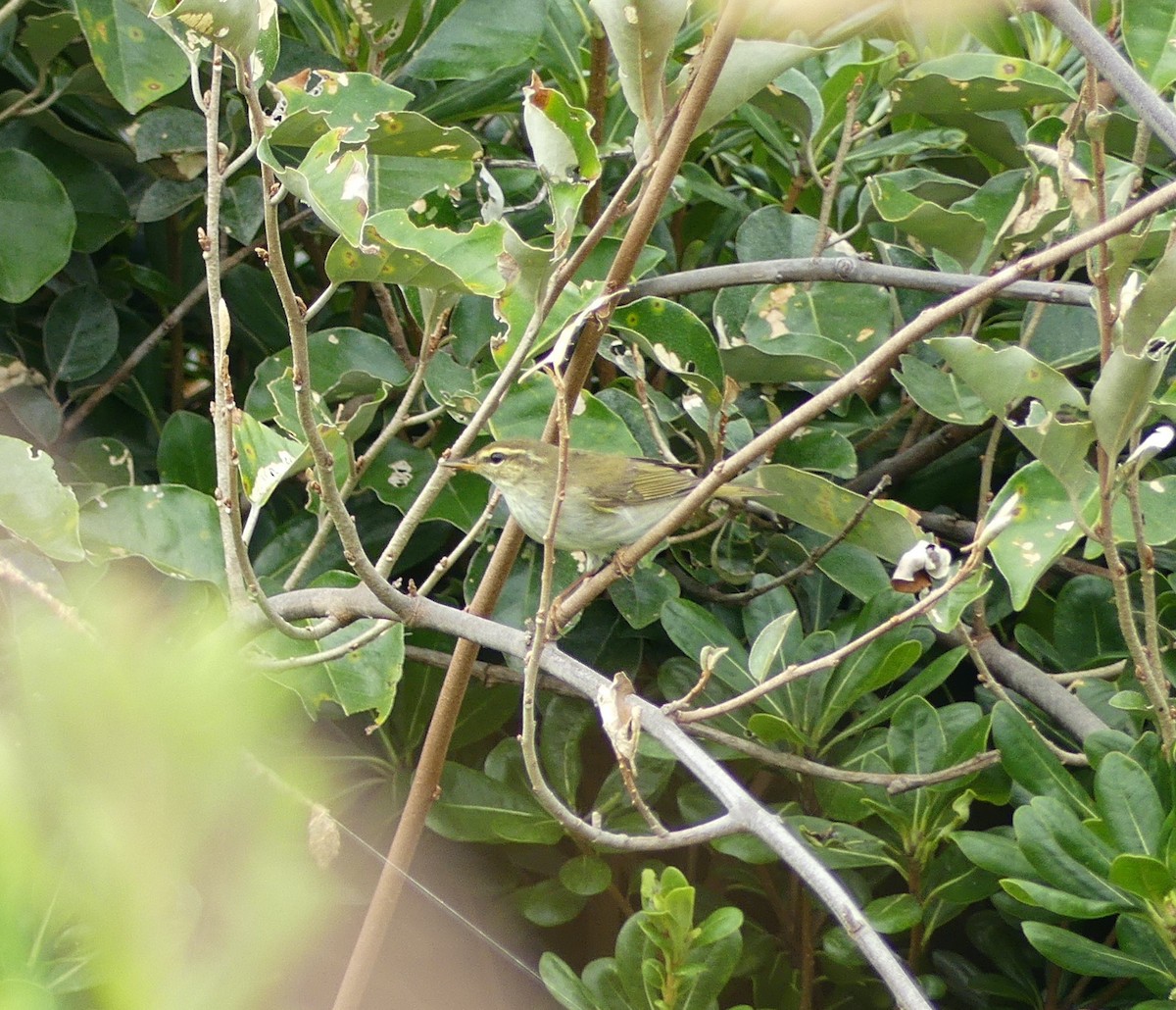 Arctic Warbler - ML623934265