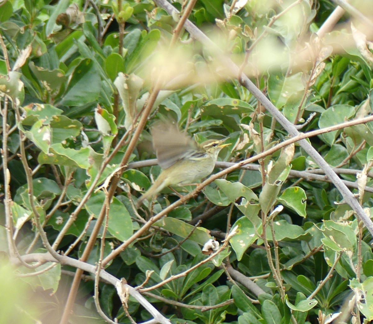 Arctic Warbler - ML623934268