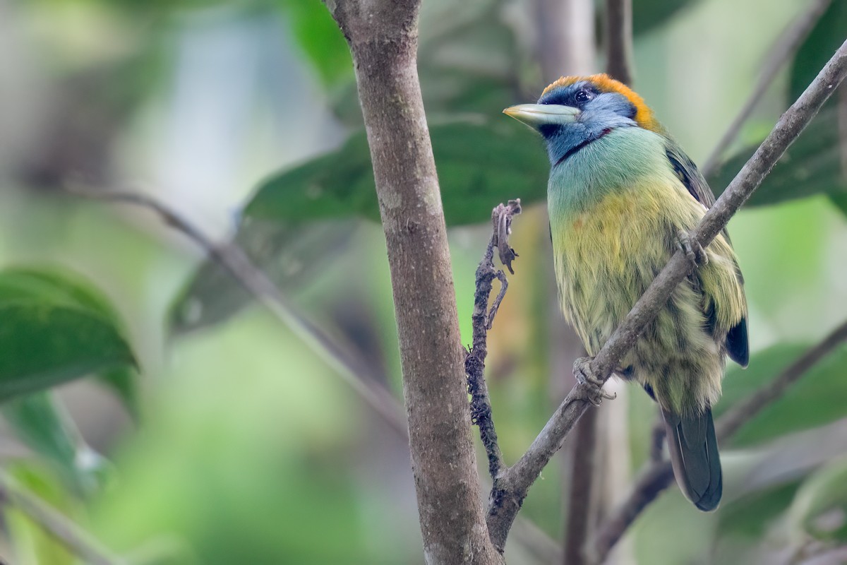 Çok Renkli Barbet - ML623934281