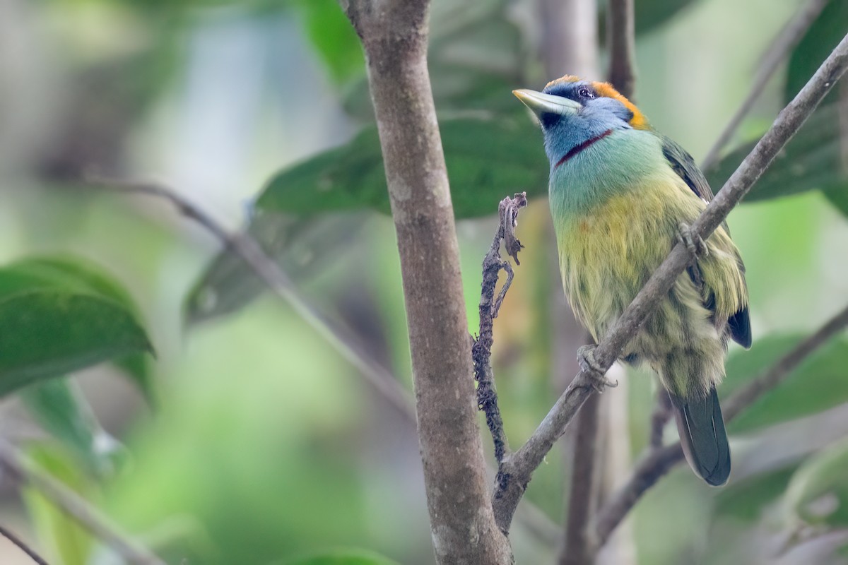 Çok Renkli Barbet - ML623934283