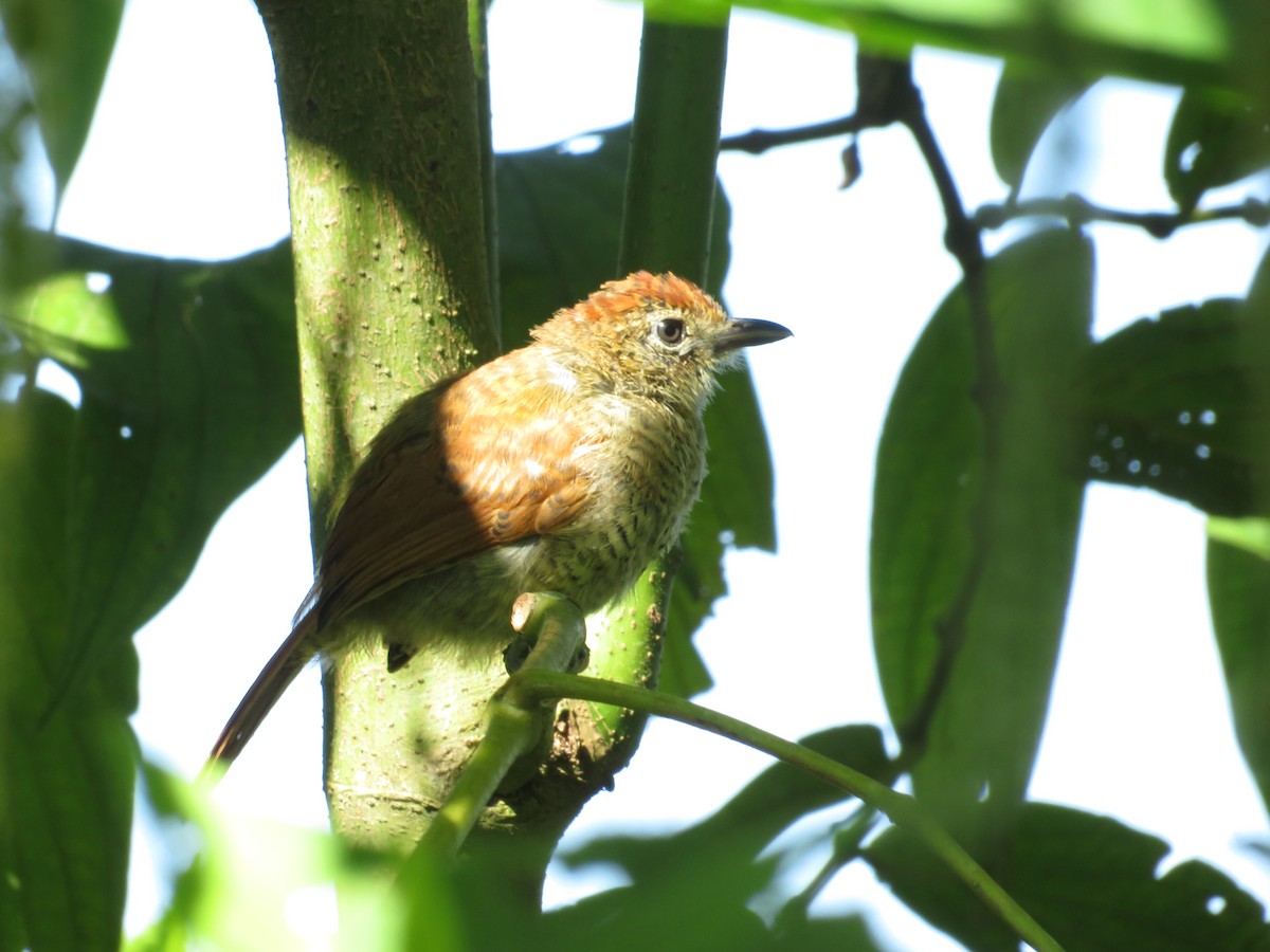 Bar-crested Antshrike - ML623934320