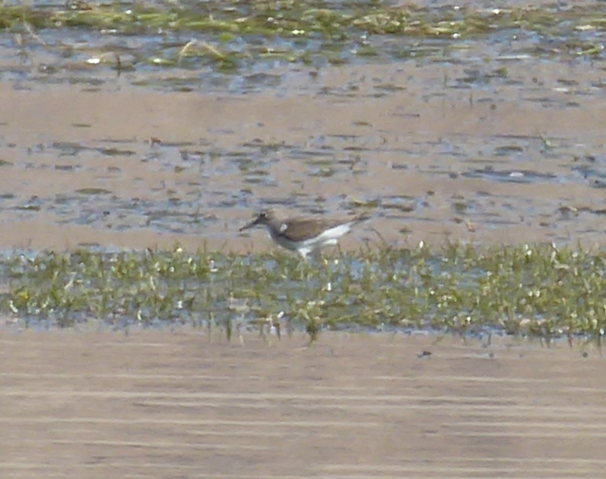 Spotted Sandpiper - Glenn Laubaugh
