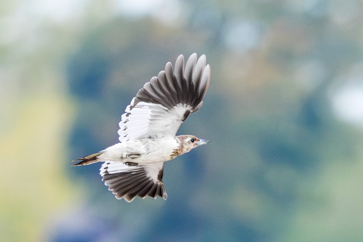 Red-headed Woodpecker - Brad Reinhardt
