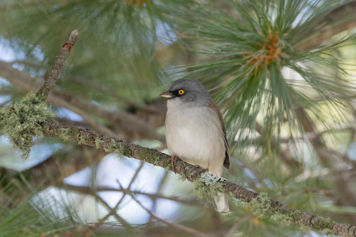 Yellow-eyed Junco - ML623934331