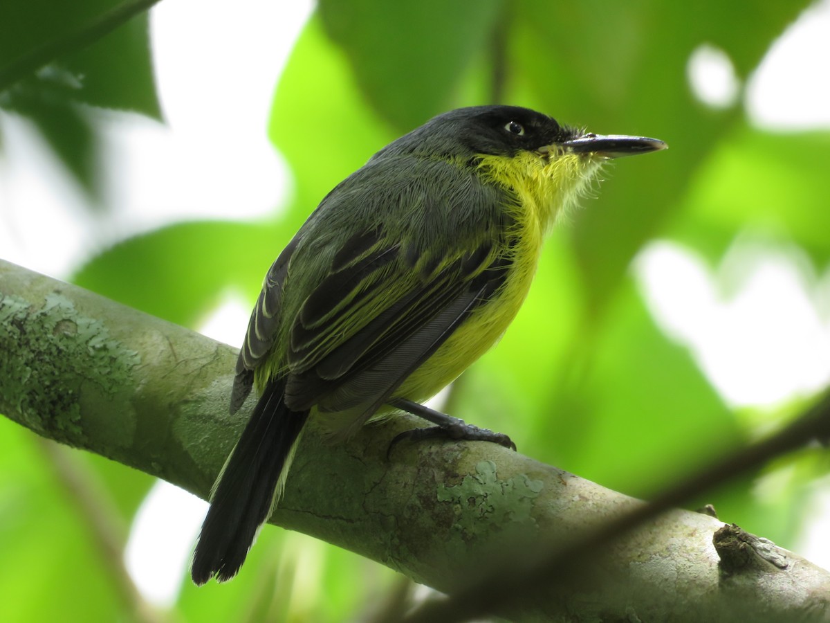 Common Tody-Flycatcher - ML623934333