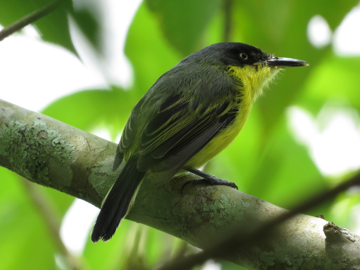 Common Tody-Flycatcher - ML623934334