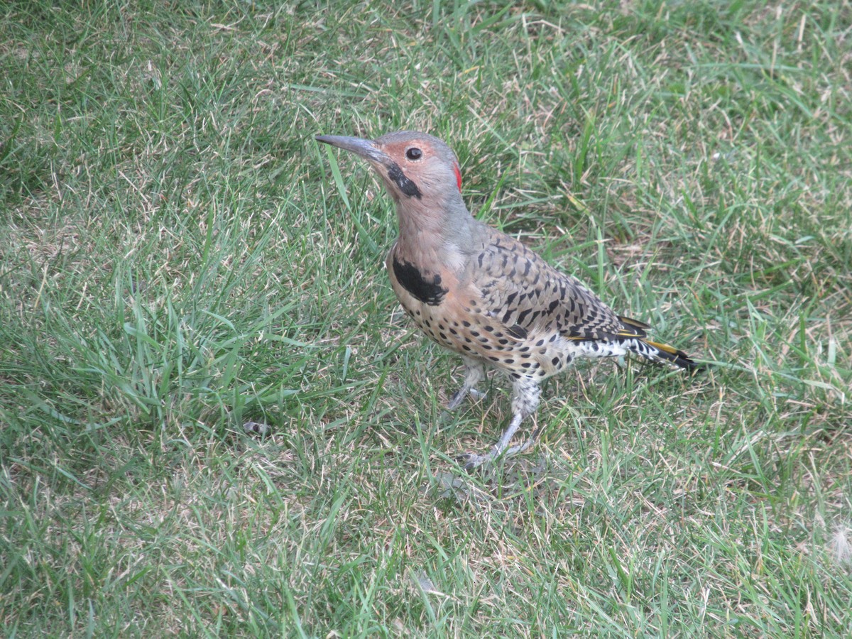 Northern Flicker - ML623934344