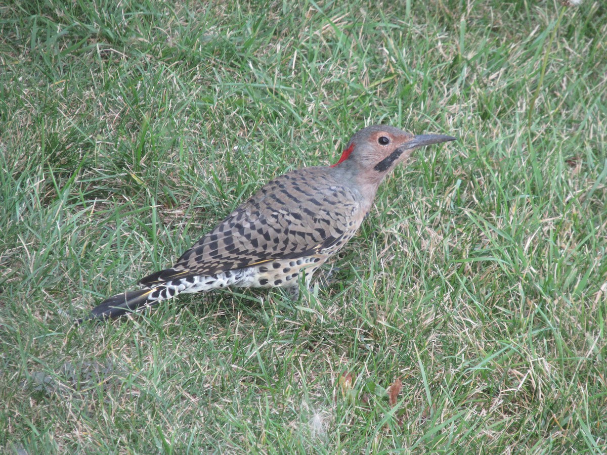 Northern Flicker - ML623934345