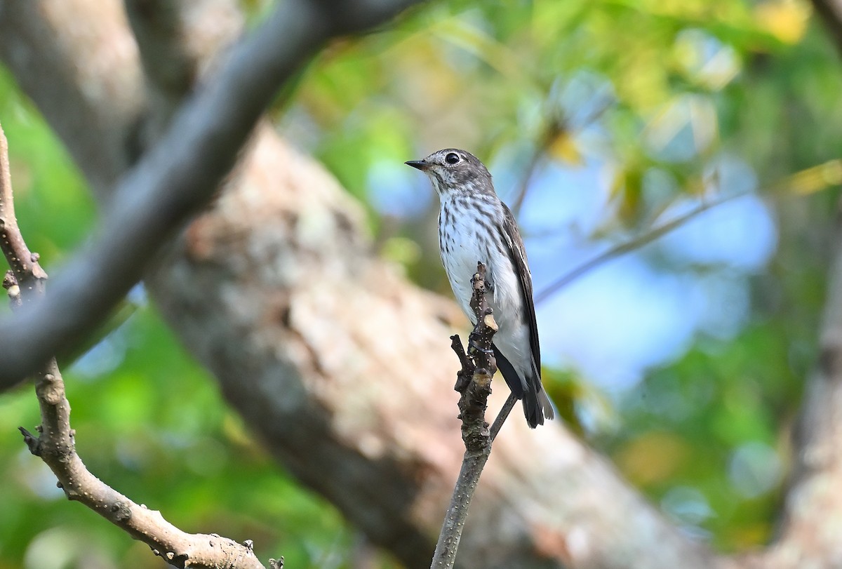 Gray-streaked Flycatcher - ML623934347