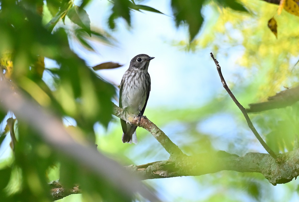 Gray-streaked Flycatcher - ML623934348