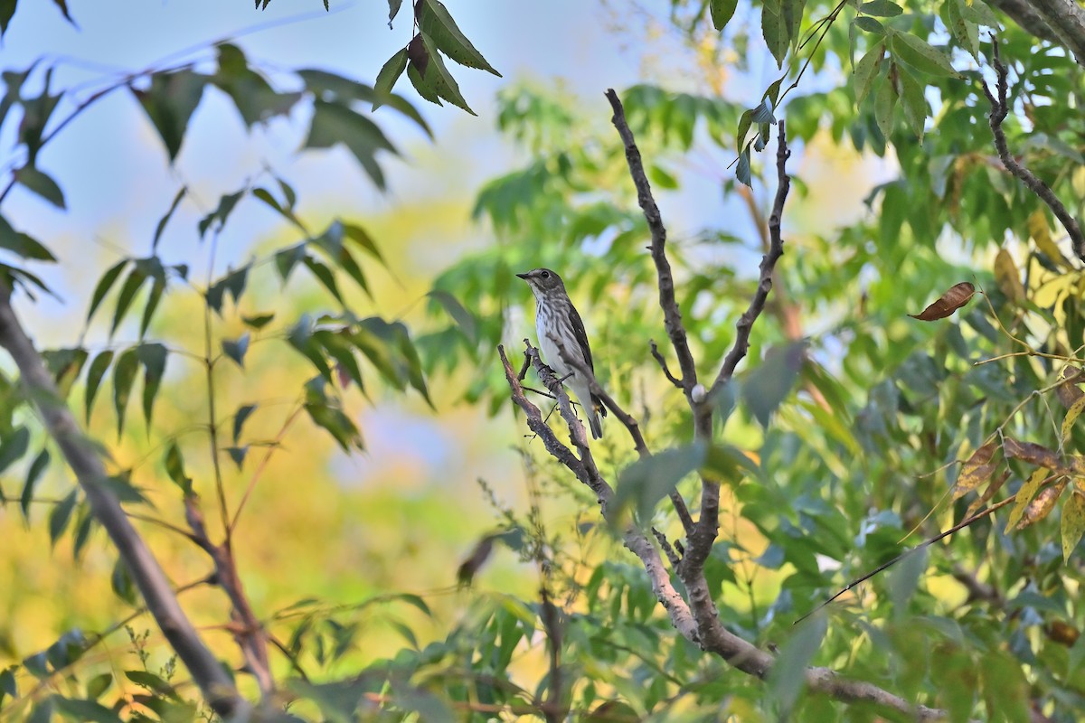 Gray-streaked Flycatcher - ML623934349