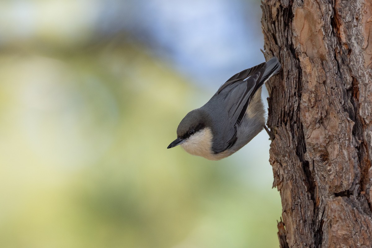 Pygmy Nuthatch - ML623934351